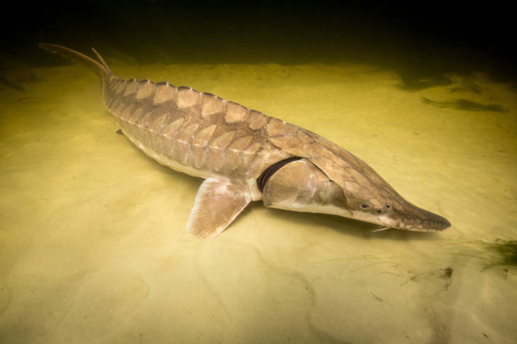 Gulf sturgeon